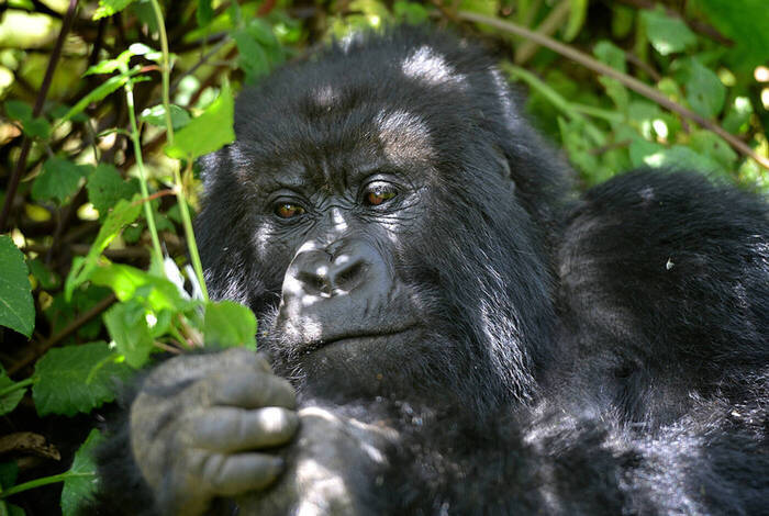 Beaches, Game Parks & Gorillas Beaches, Game Parks & Gorillas