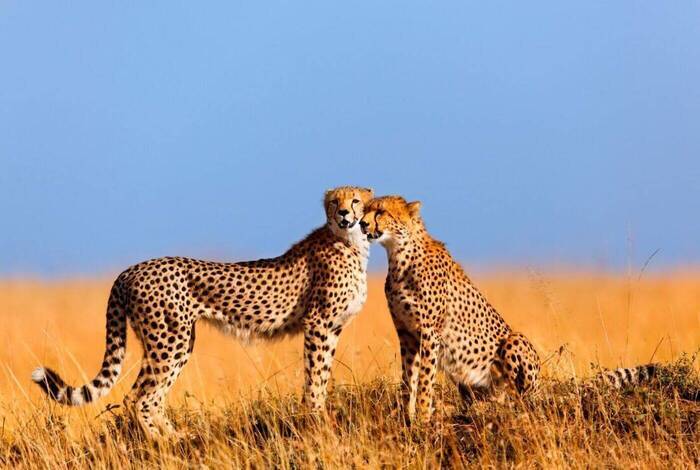 Best of East Africa Best of East Africa
