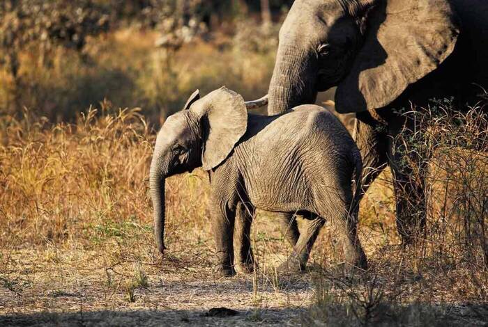Zanzibar to Vic Falls