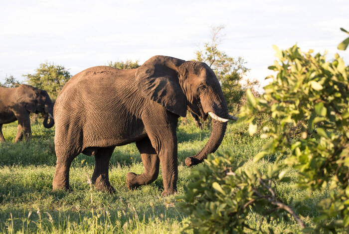 Southern Africa Safari Southern Africa Safari
