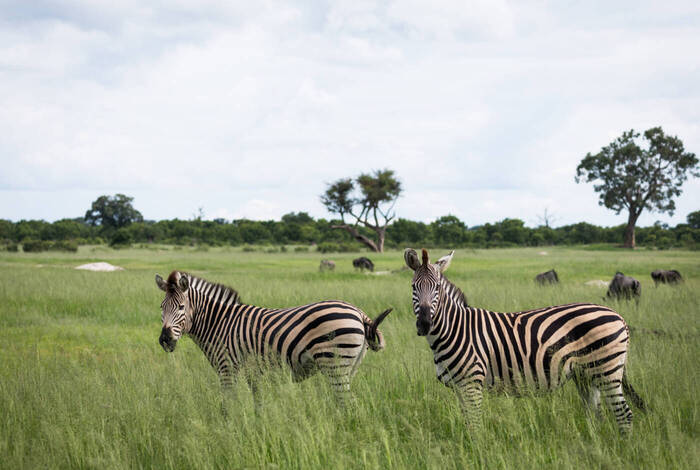 Southern Africa Safari Southern Africa Safari
