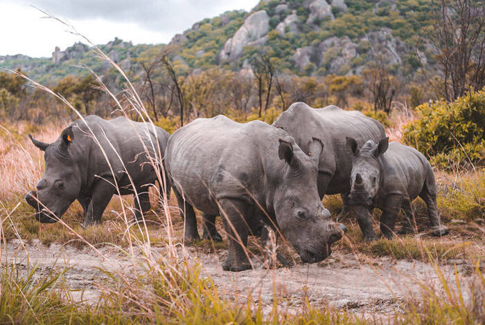 Vic Falls to Kruger Vic Falls to Kruger