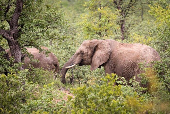 Vic Falls to Kruger Vic Falls to Kruger