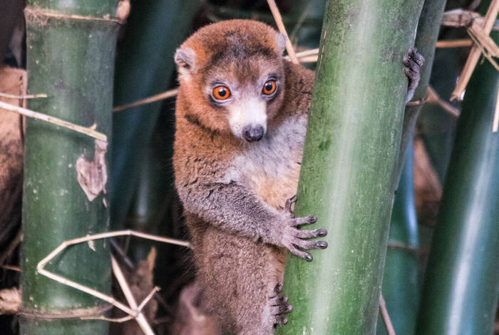 Comoros: Wildlife Expedition Comoros: Wildlife Expedition
