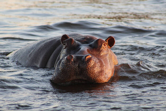 Okavango Experience Okavango Experience