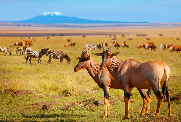 Serengeti & Kilimanjaro - Marangu Route Serengeti & Kilimanjaro - Marangu Route