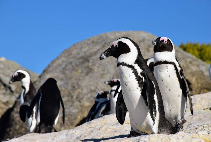 South Africa Family Safari Comfort South Africa Family Safari Comfort
