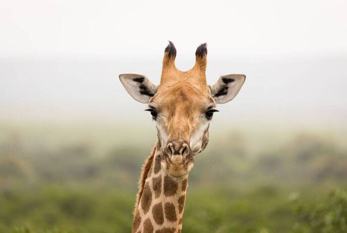 Kruger to Vic Falls Kruger to Vic Falls