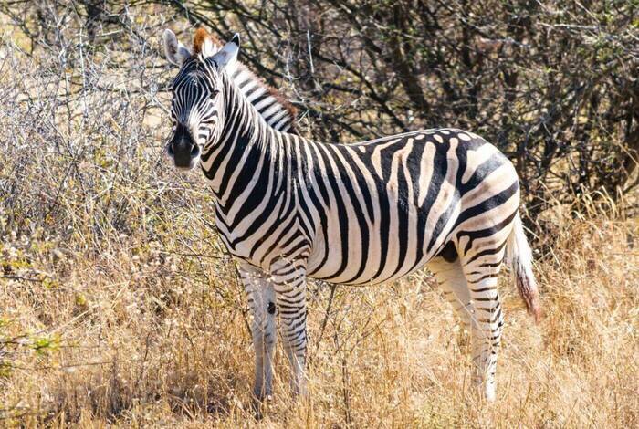 Kruger to Vic Falls Kruger to Vic Falls