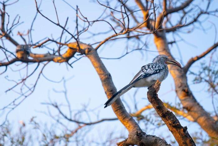 Kruger to Vic Falls Kruger to Vic Falls
