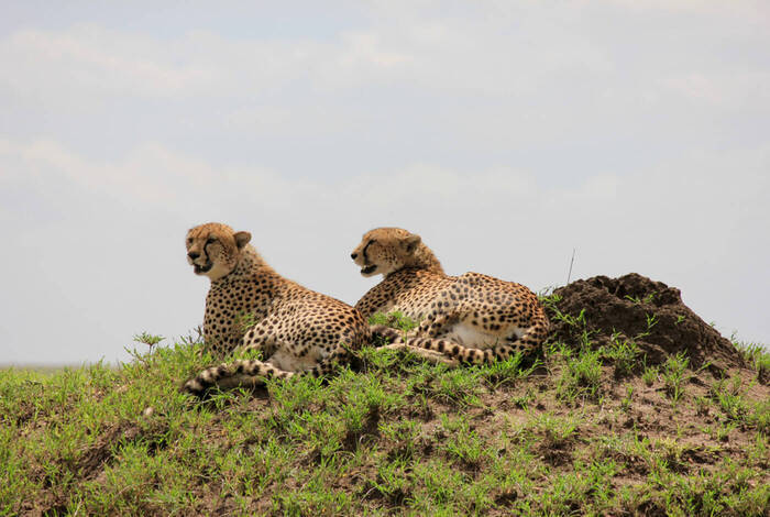 Johannesburg to Kenya