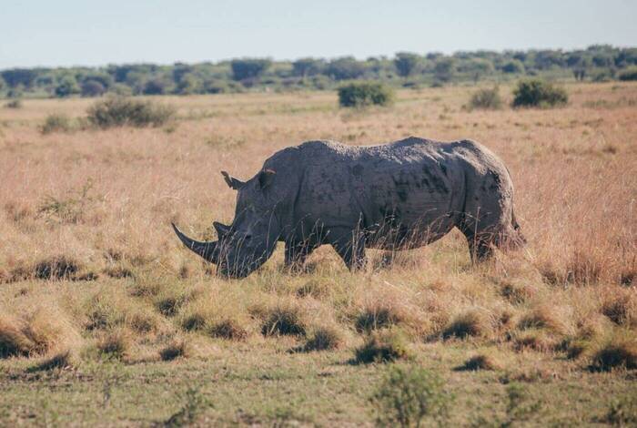 Johannesburg to Kenya