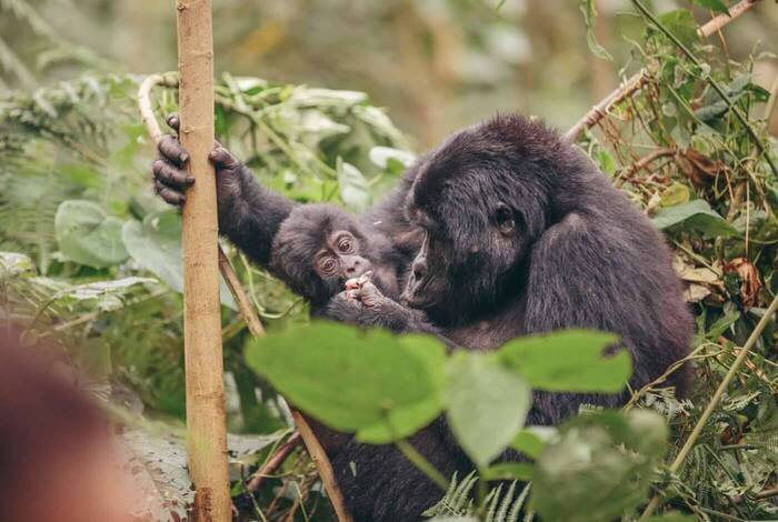 Victoria Falls to Gorillas