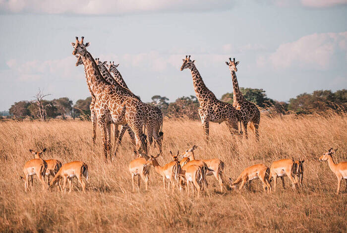 Vic Falls to Stone Town