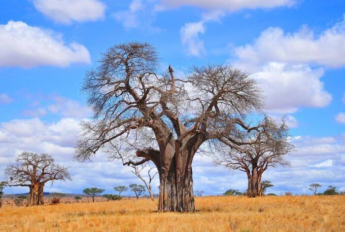 Vic Falls to Stone Town