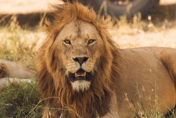 Vic Falls to Kenya Vic Falls to Kenya