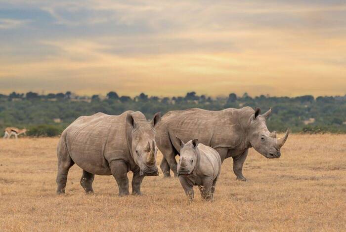 East Africa Safari Adventure East Africa Safari Adventure