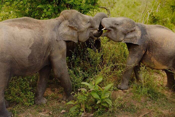 Sri Lanka: Women's Expedition