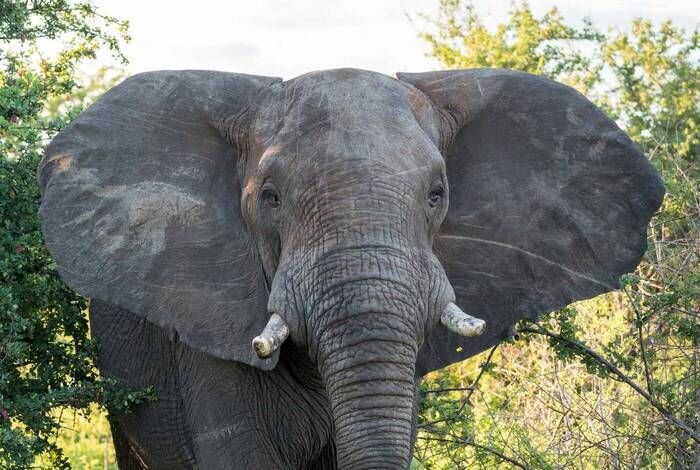 South Africa's Kruger & Coast Adventure South Africa's Kruger & Coast Adventure