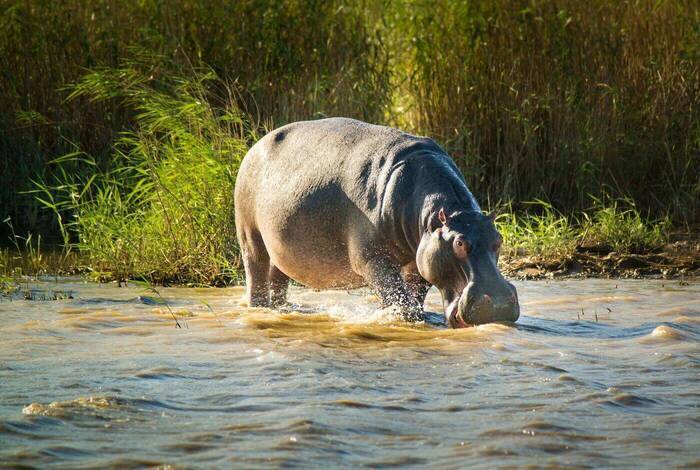 South Africa's Kruger & Coast Adventure South Africa's Kruger & Coast Adventure