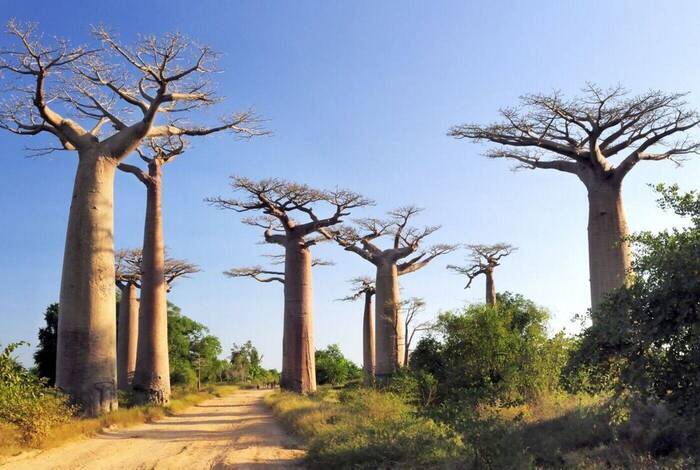 Madagascar in Depth