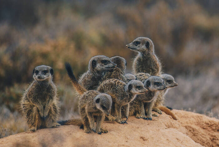 South Africa's Kruger, Coast & Garden Route South Africa's Kruger, Coast & Garden Route