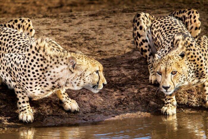 South Africa's Kruger, Coast & Garden Route South Africa's Kruger, Coast & Garden Route