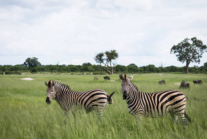 Southern Africa Safari Southern Africa Safari