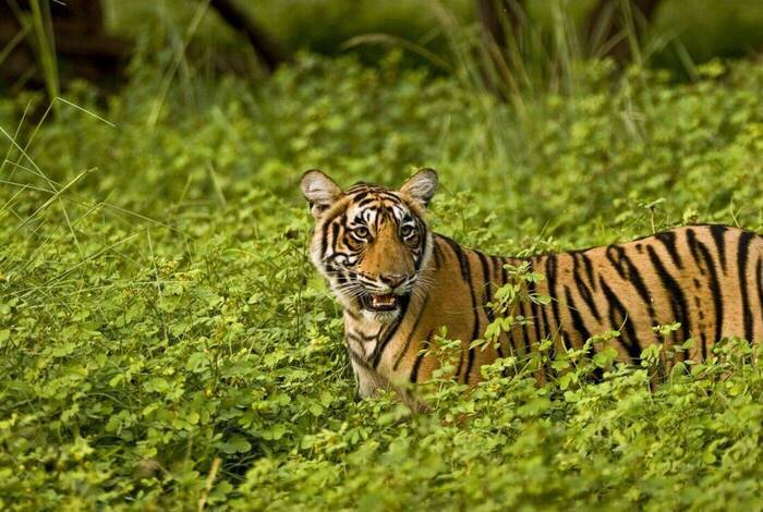 Premium North & South India