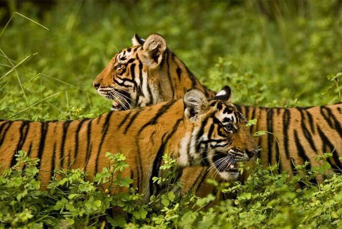 Classic Rajasthan Classic Rajasthan