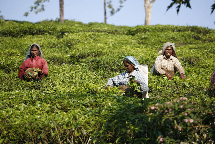 India Expedition: Sikkim, Assam & Nagaland