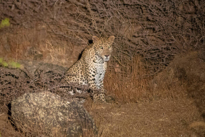 India Safari India Safari