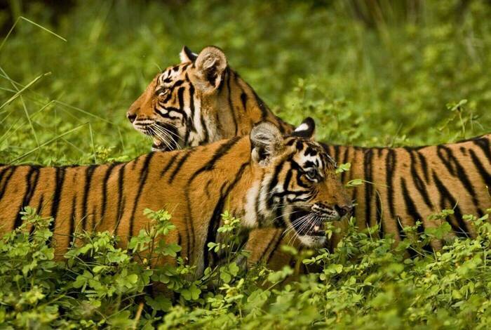 India South & North India South & North