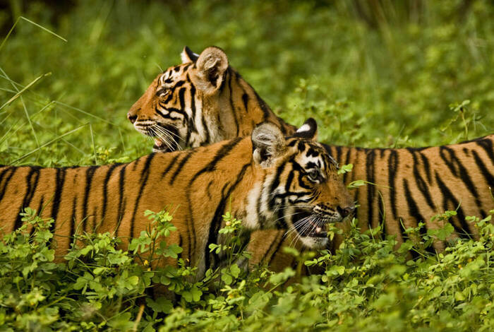 Premium India and Sri Lanka Premium India and Sri Lanka