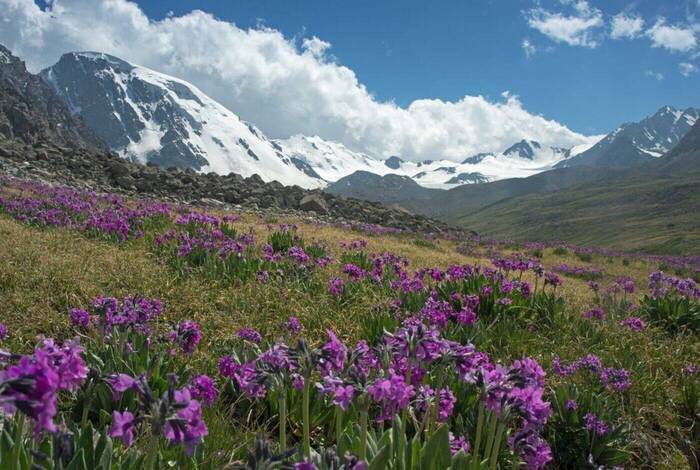 Central Asia Explorer