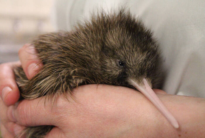 Premium New Zealand South Island