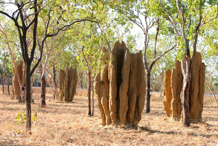 Best of the Top End & Kakadu