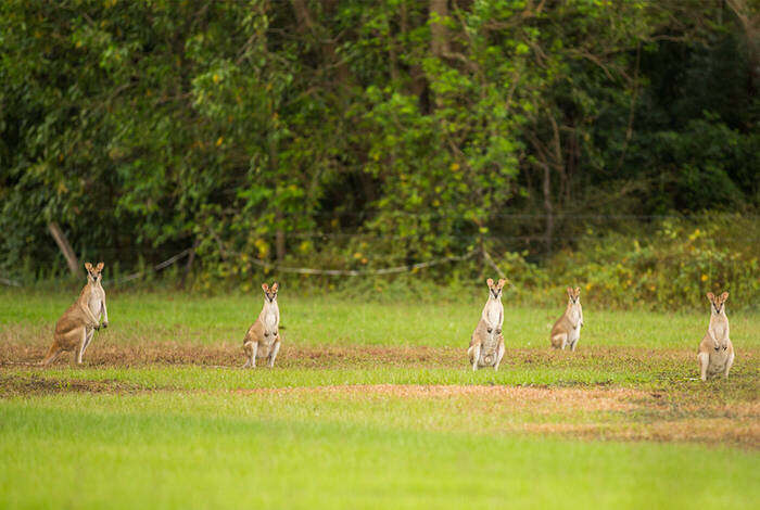 Top End & Kakadu Adventure