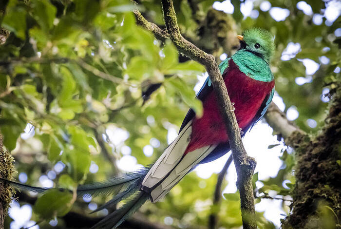 Real Guatemala to Costa Rica