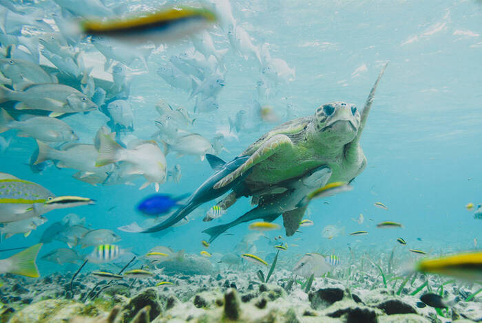 Land of Belize & Tikal Land of Belize & Tikal