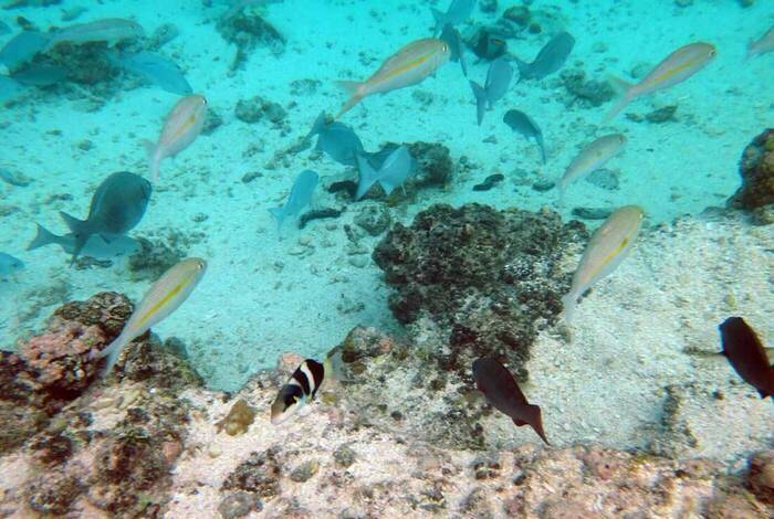 Vanuatu Expedition Vanuatu Expedition