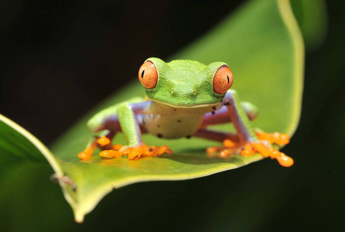 Costa Rica Experience Costa Rica Experience