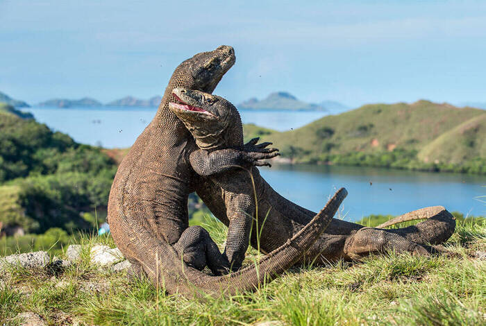 Komodo & Flores Adventure