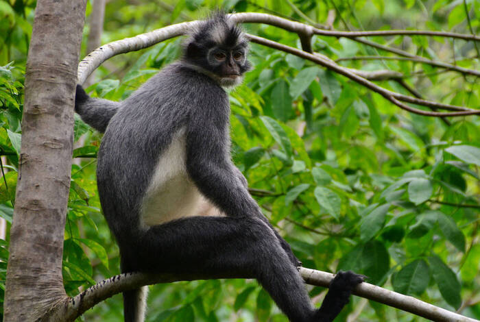 Sumatra Adventure Sumatra Adventure