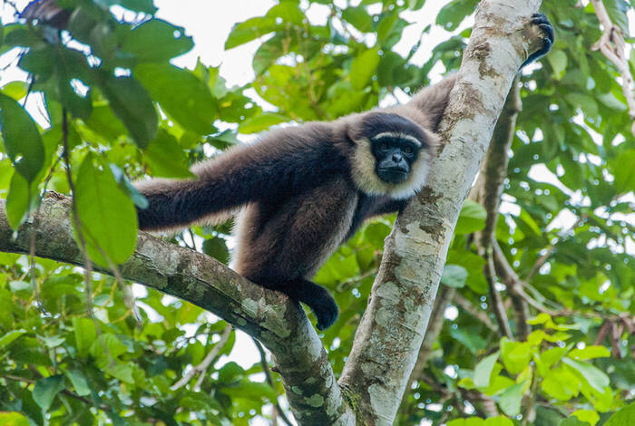 Indonesia Expedition: Orangutans of Kalimantan