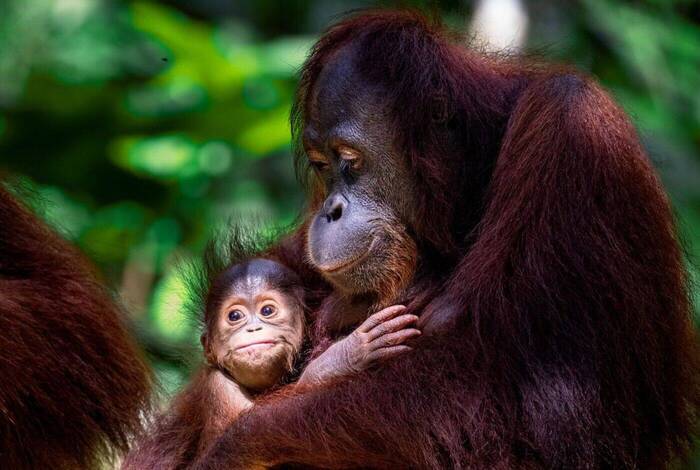 Borneo Family Holiday Comfort Borneo Family Holiday Comfort