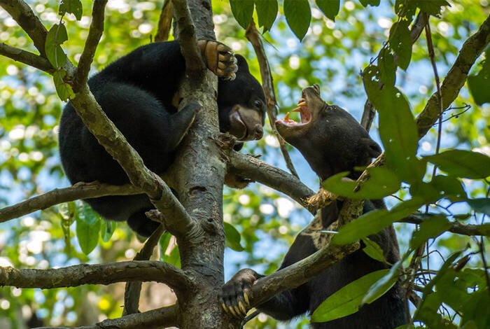 Real Borneo Real Borneo