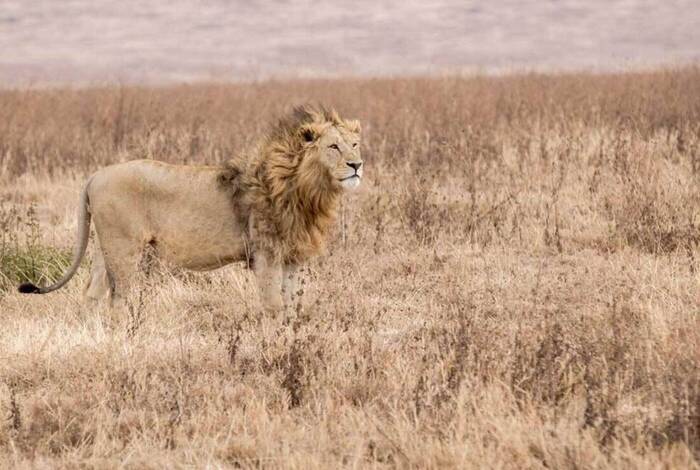 Johannesburg to Gorillas