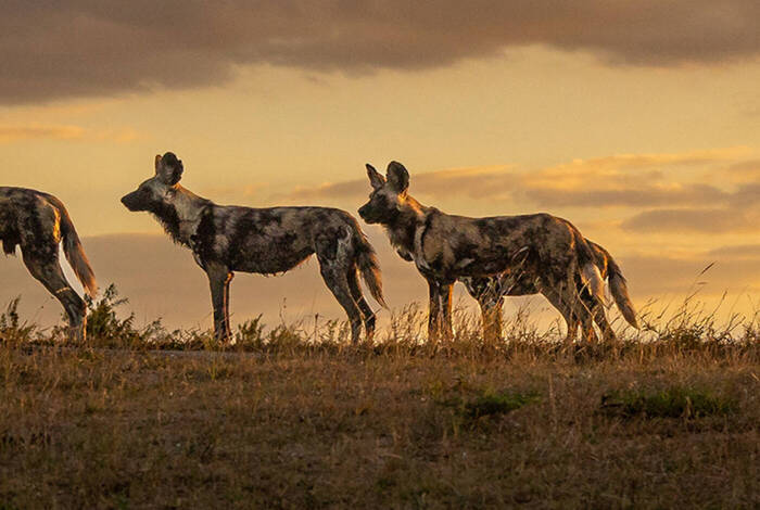 Vic Falls to Kruger Vic Falls to Kruger