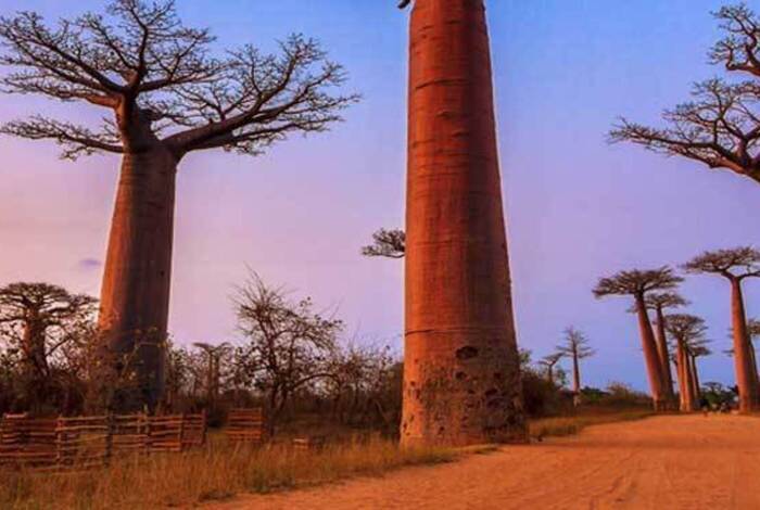 Madagaskar im Detail